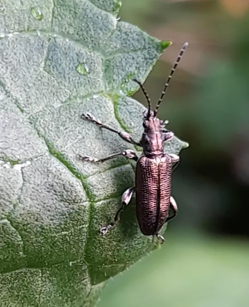 Plateumaris sericea - photo 7