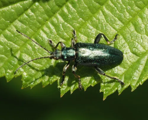 Plateumaris sericea - photo 8
