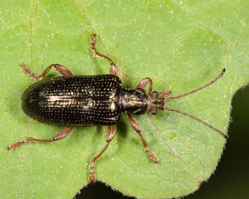 Shoemaker's reed beetle - photo 3