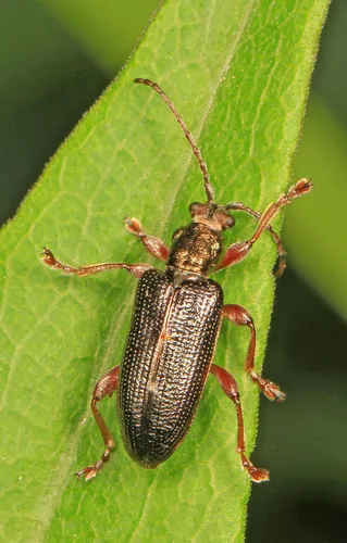 Shoemaker's reed beetle - photo 6
