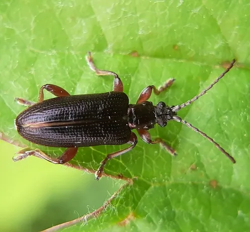 Shoemaker's reed beetle - photo 7
