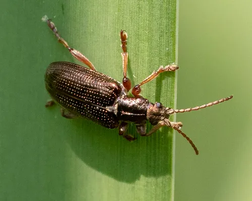 Shoemaker's reed beetle - photo 8
