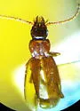 Platidiolus vandykei - Platidiolus vandykei