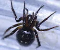Platnickina alabamensis