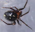 Platnickina alabamensis - photo 2