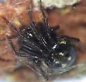 Platnickina alabamensis - photo 3
