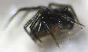 Platnickina alabamensis - photo 4