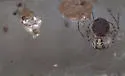 Platnickina mneon