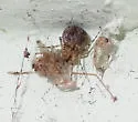 Platnickina mneon - photo 2