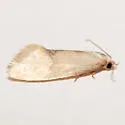 Platphalonidia aenigmana - Hodges#3835.11