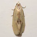 Platphalonidia aenigmana - Hodges#3835.11 - photo 3