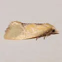 Platphalonidia aenigmana - Hodges#3835.11 - photo 4