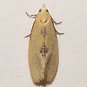 Platphalonidia aenigmana - Hodges#3835.11 - photo 5
