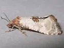 Phalonidia campicolana - Hodges#3829