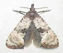 Phalonidia campicolana - Hodges#3829 - photo 4