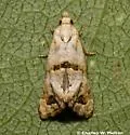 Platphalonidia felix - Hodges#3831