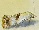 Platphalonidia felix - Hodges#3831 - photo 2