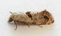 Platphalonidia felix - Hodges#3831 - photo 4