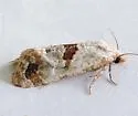 Platphalonidia felix - Hodges#3831 - photo 5