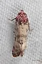 Platphalonidia lavana - Hodges#3833