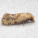 Platphalonidia magdalenae - Hodges#3833.1