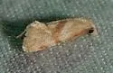 Platphalonidia magdalenae - Hodges#3833.1 - photo 2