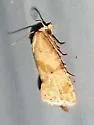 Platphalonidia magdalenae - Hodges#3833.1 - photo 4