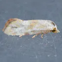 Platphalonidia plicana - Hodges#3835