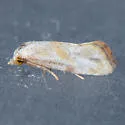 Platphalonidia plicana - Hodges#3835 - photo 2