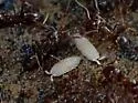 Platyarthrus aiasensis - photo 3