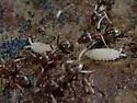 Platyarthrus aiasensis - photo 4