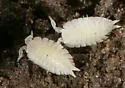Ant woodlouse
