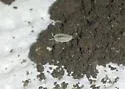 Ant woodlouse - photo 2