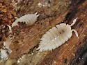 Ant woodlouse - photo 3