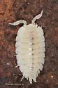 Ant woodlouse - photo 4