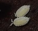 Ant woodlouse - photo 5