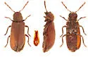 Broadheaded Anobiid - photo 2