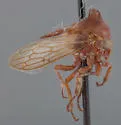Platycentrus brevicornis