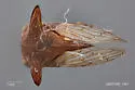 Platycentrus brevicornis - photo 2