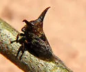 Platycentrus near acuticornis