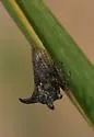 Platycentrus near acuticornis - photo 2