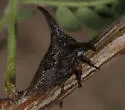 Platycentrus near acuticornis - photo 3