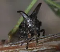 Platycentrus near acuticornis - photo 4