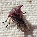 Platycentrus taurinus