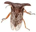 Platycentrus taurinus - photo 2