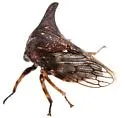 Platycentrus taurinus - photo 3