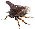 Platycentrus taurinus - photo 4