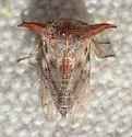 Platycentrus taurinus - photo 5