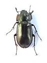 Platyceroides aeneus