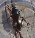 Platyceroides aeneus - photo 4